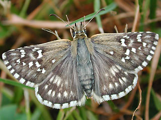 Safflower Skipper